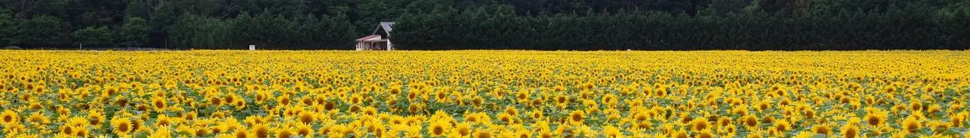 Paysage caractéristique : Centre-Val de Loire